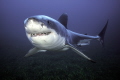   Great White South Neptune Islands Australia  